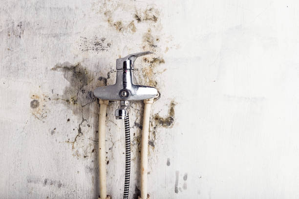 Best Professional Mold Removal  in Lakewood Park, FL