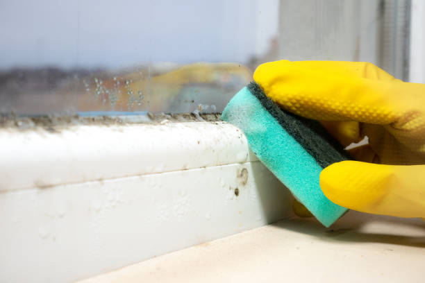 Best Mold Removal Company Near Me  in Lakewood Park, FL