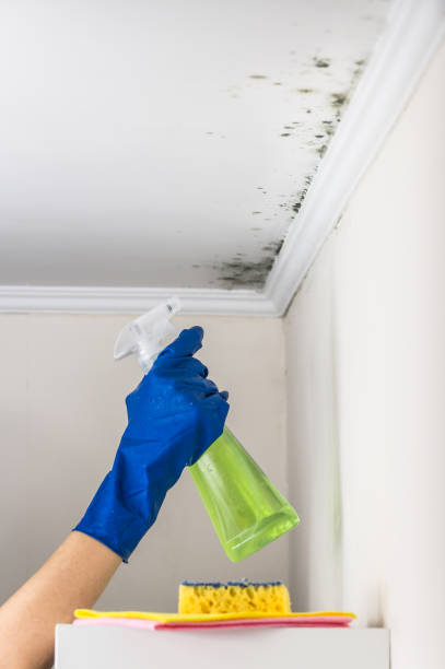 Best Commercial Mold Removal  in Lakewood Park, FL